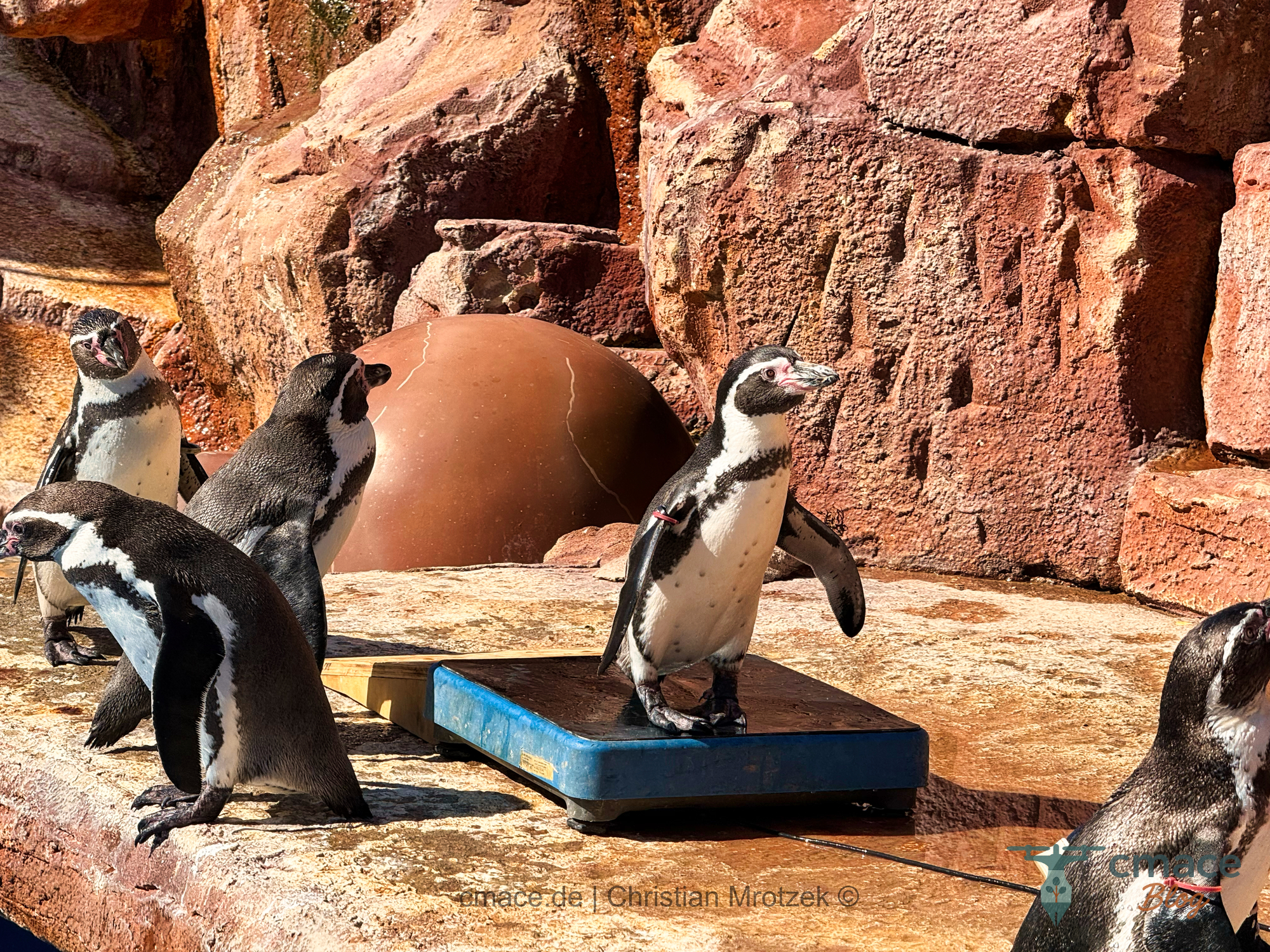 Gepflegte Pinguingewichte