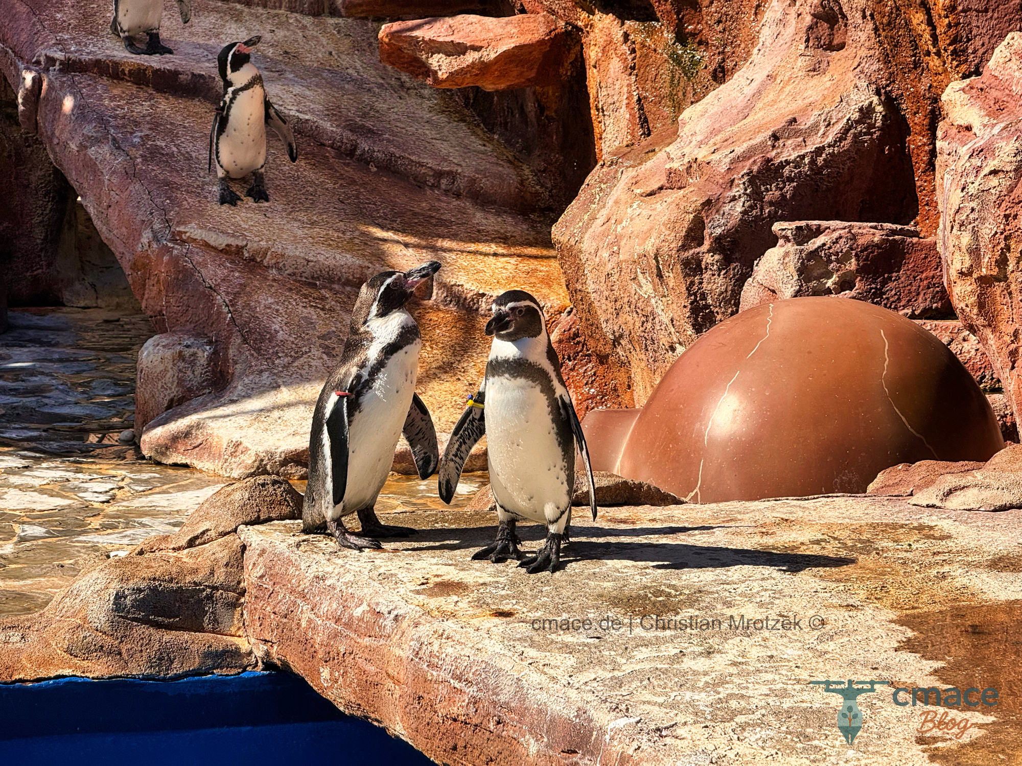 Gesprächige Pinguin-Duos