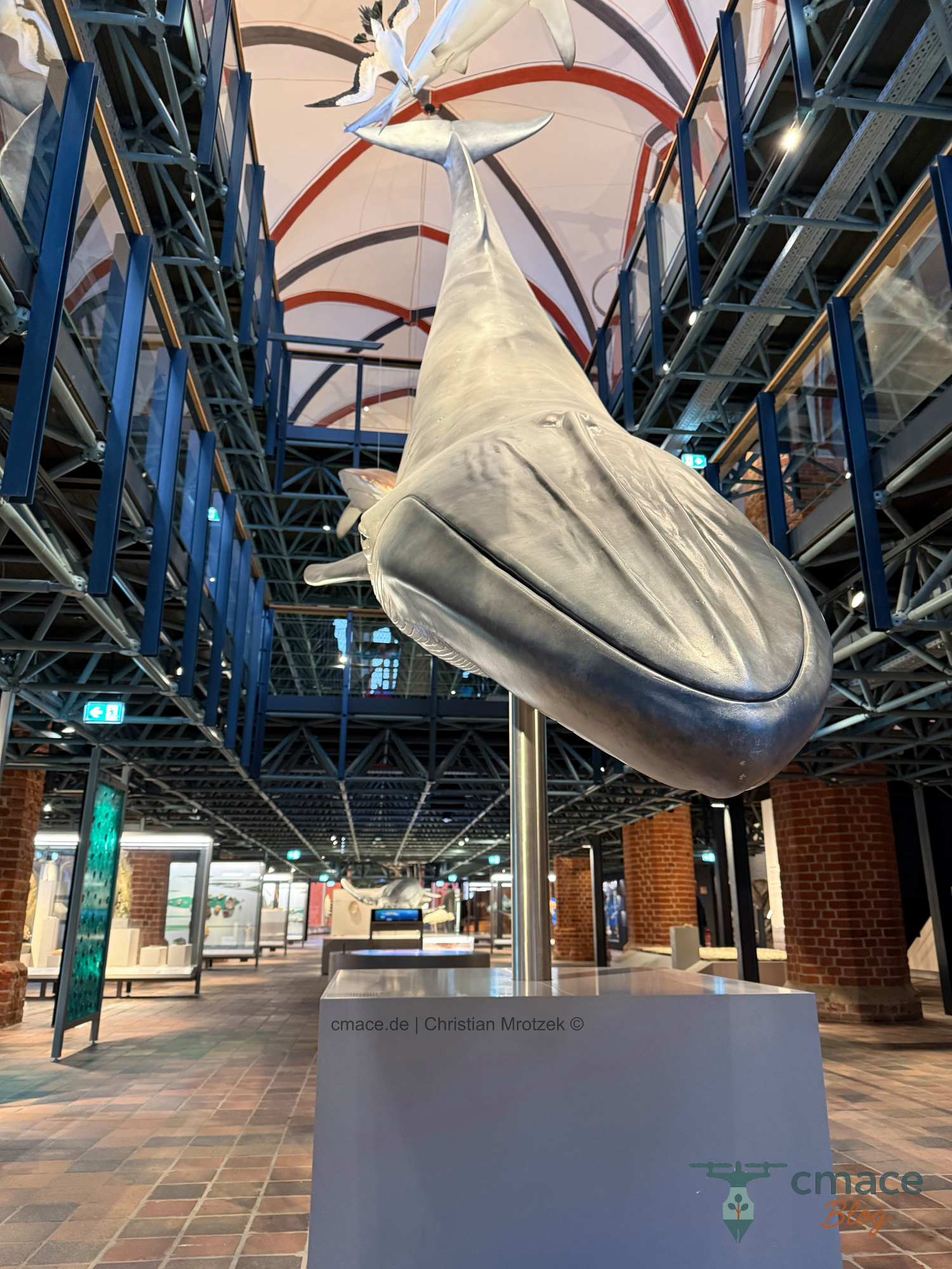 Großer Wal (Präparat)