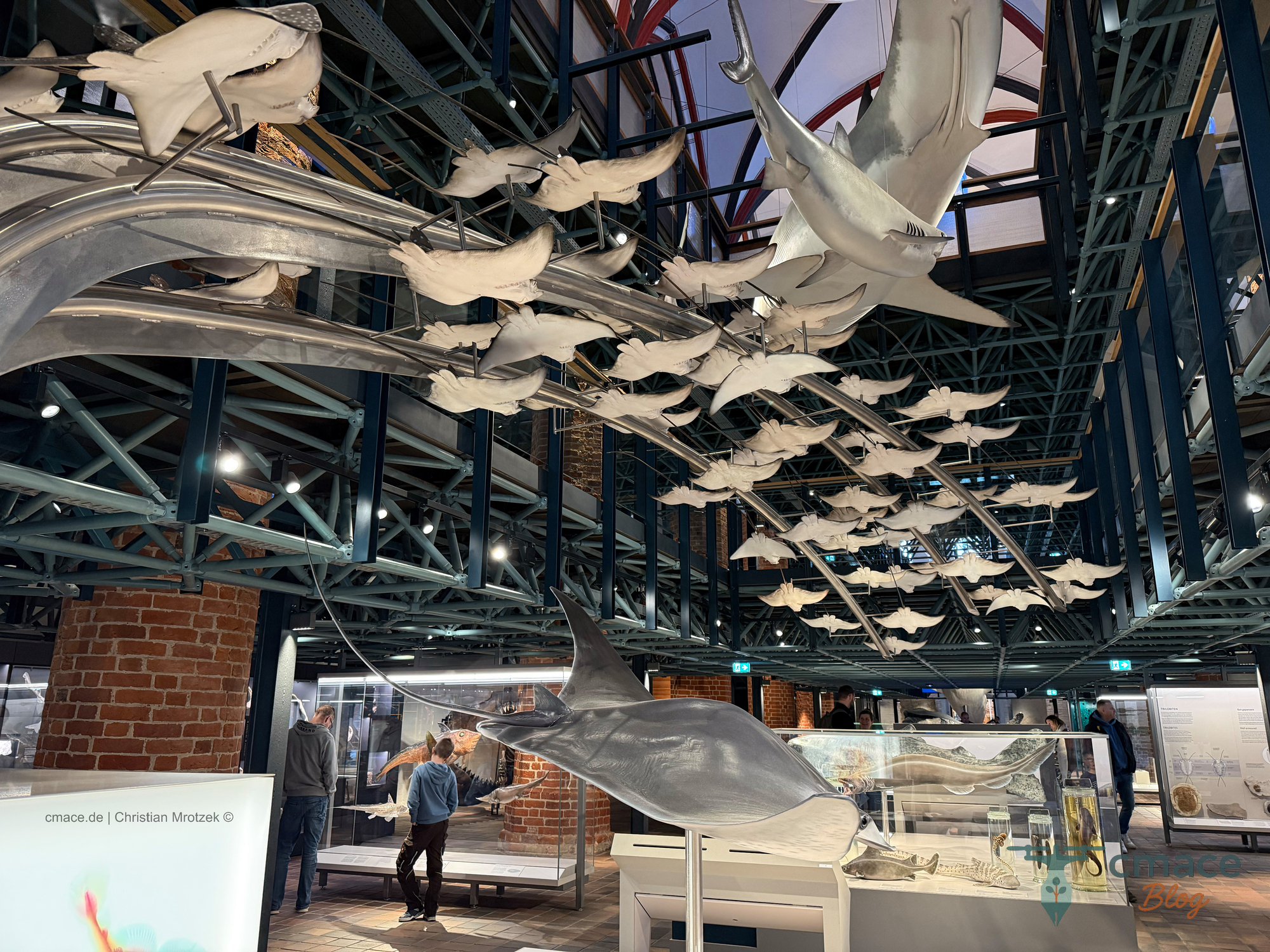 Rochen-Mobiles im Erdgeschoss des Meeresmuseums