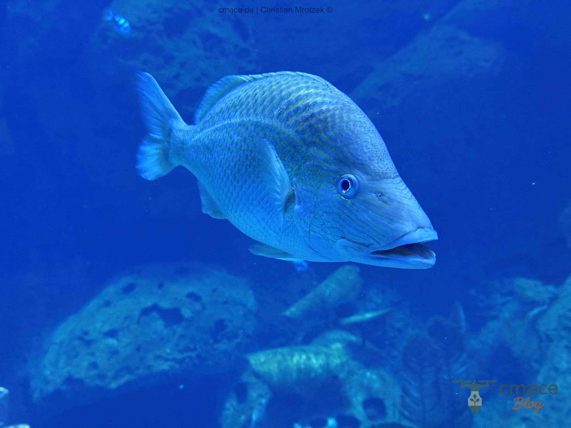 Karibik-Grunzer – Der singende Fisch der Tropen