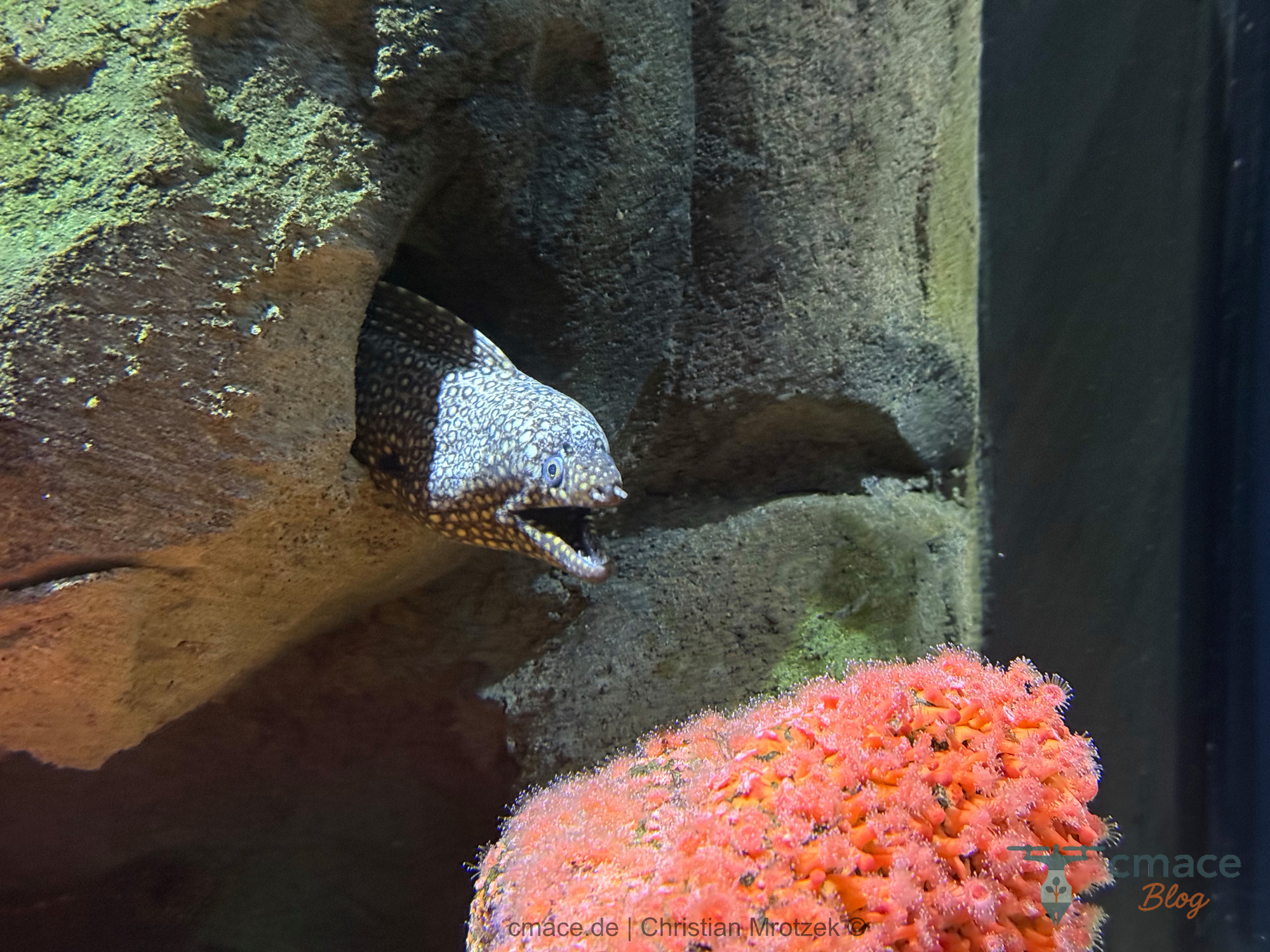 Muräne (Muraenidae) – Räuber mit gesprenkeltem Muster