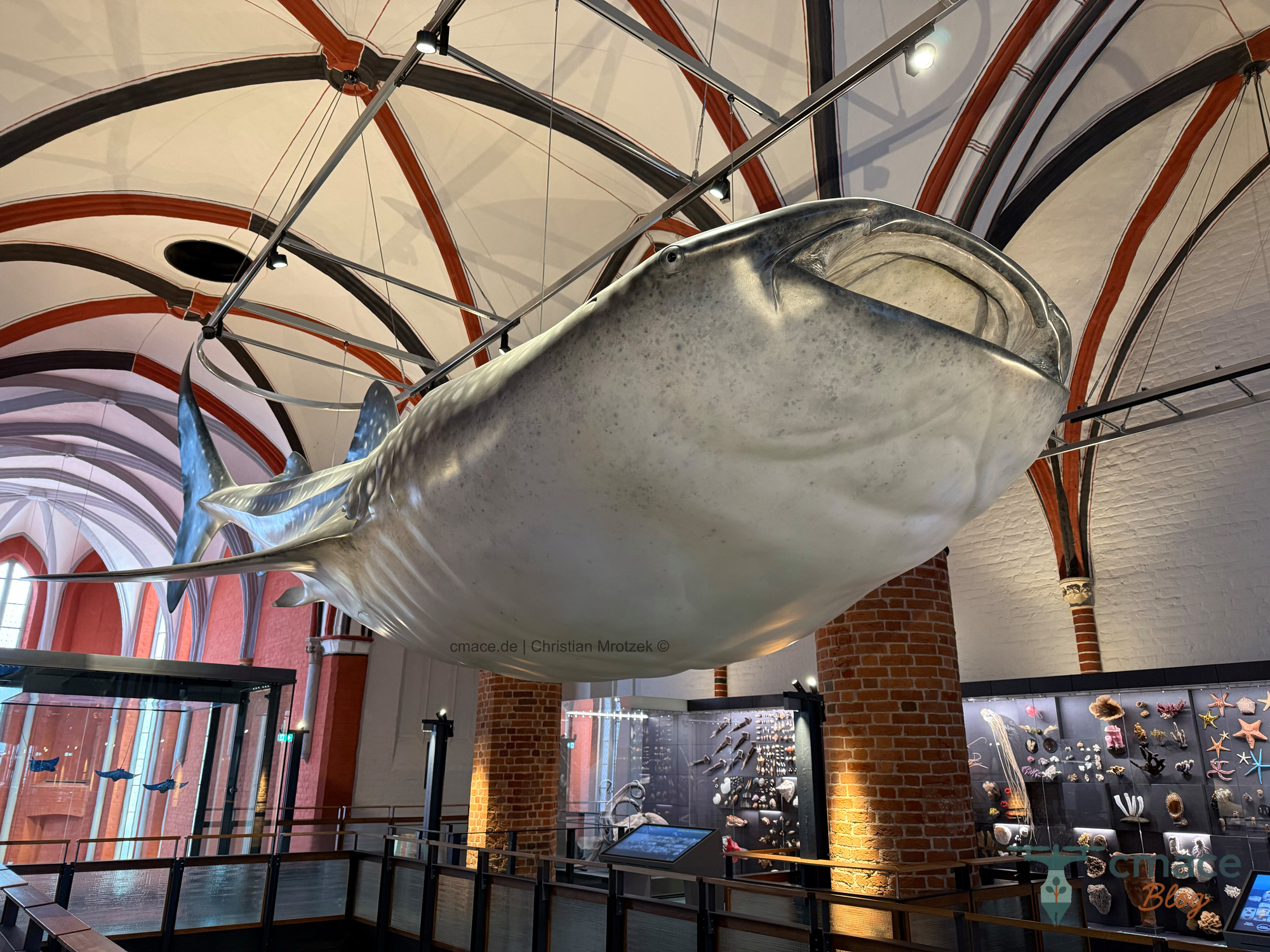 Walhai-Modell – Der sanfte Riese der Meere