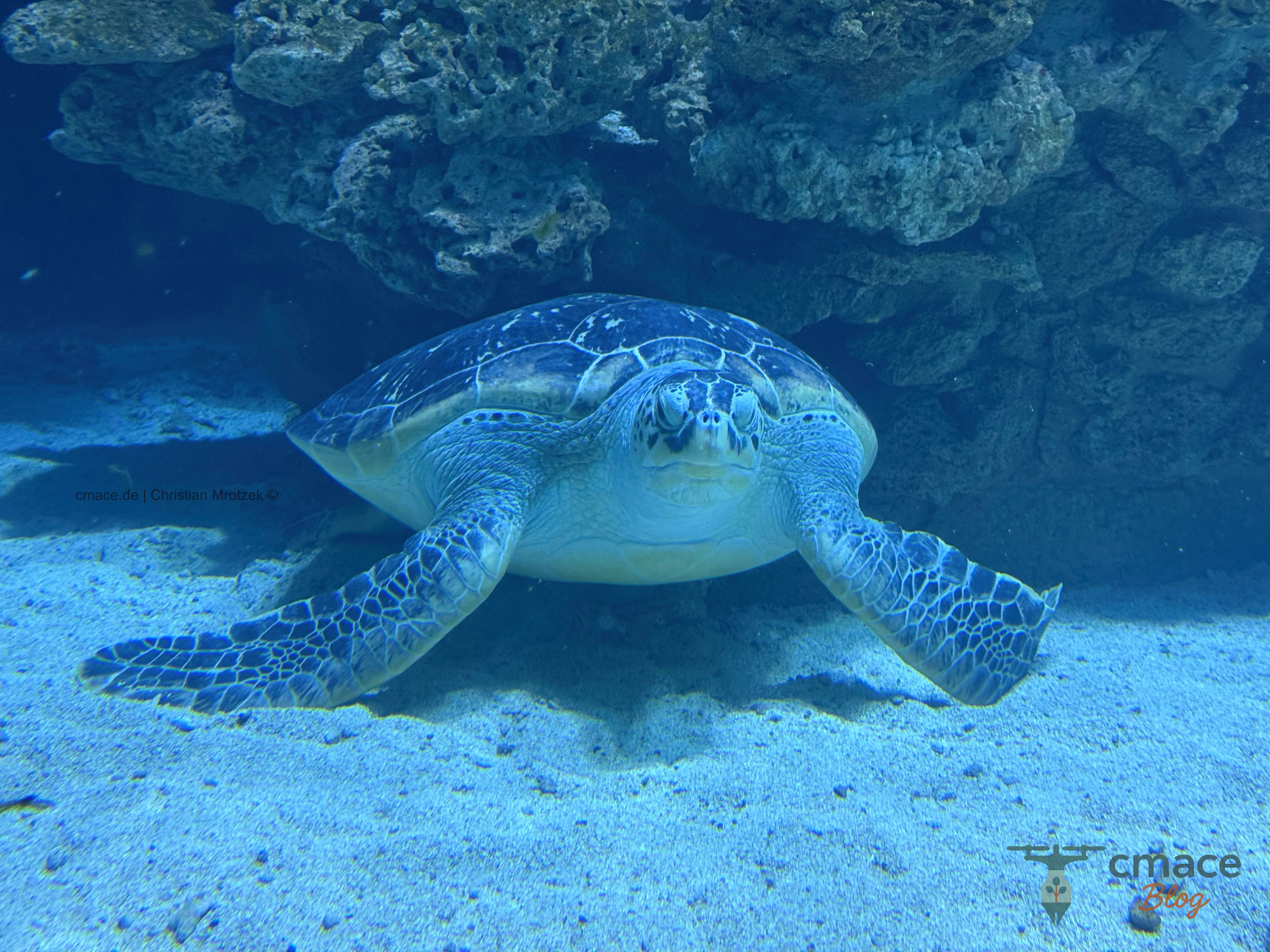 Frieda auf dem Meeresboden – Die grüne Schildkröte in ihrer natürlichen Haltung