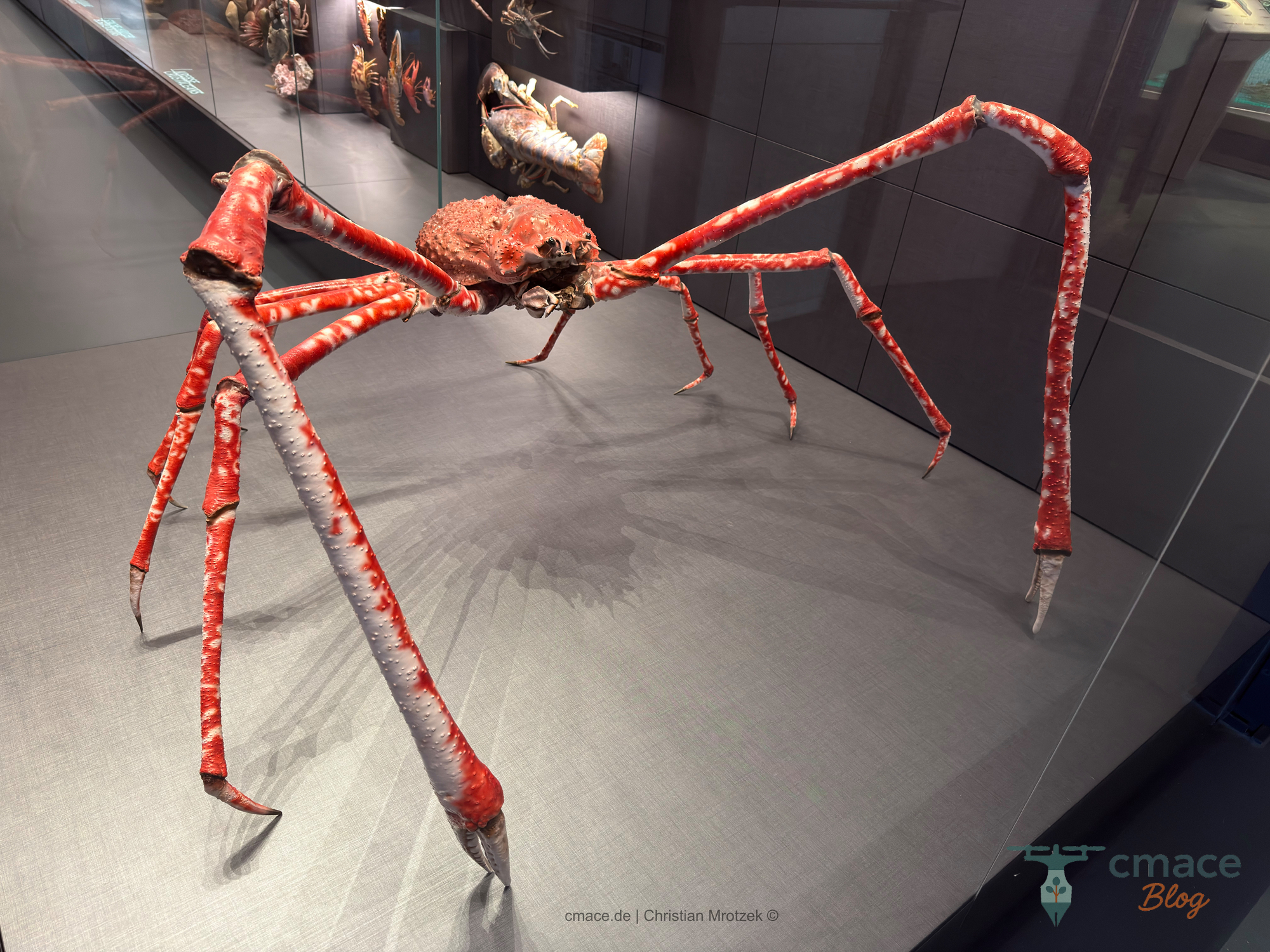 Japanische Riesenkrabbe – Ein Wiedersehen mit meiner Kindheit
