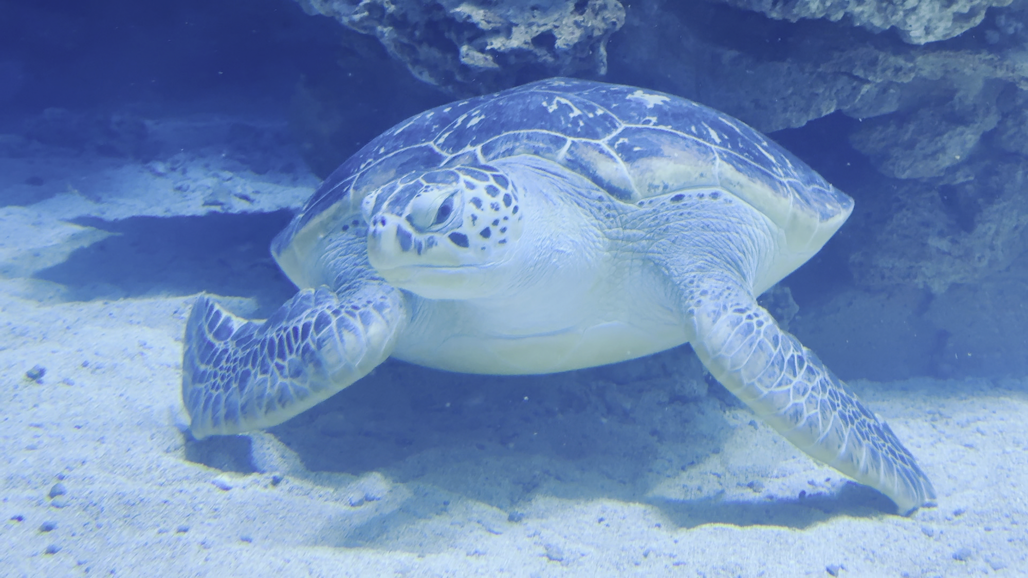 Frieda dreht ihre Runden: Die Grüne Meeresschildkröte im Meeresmuseum Stralsund