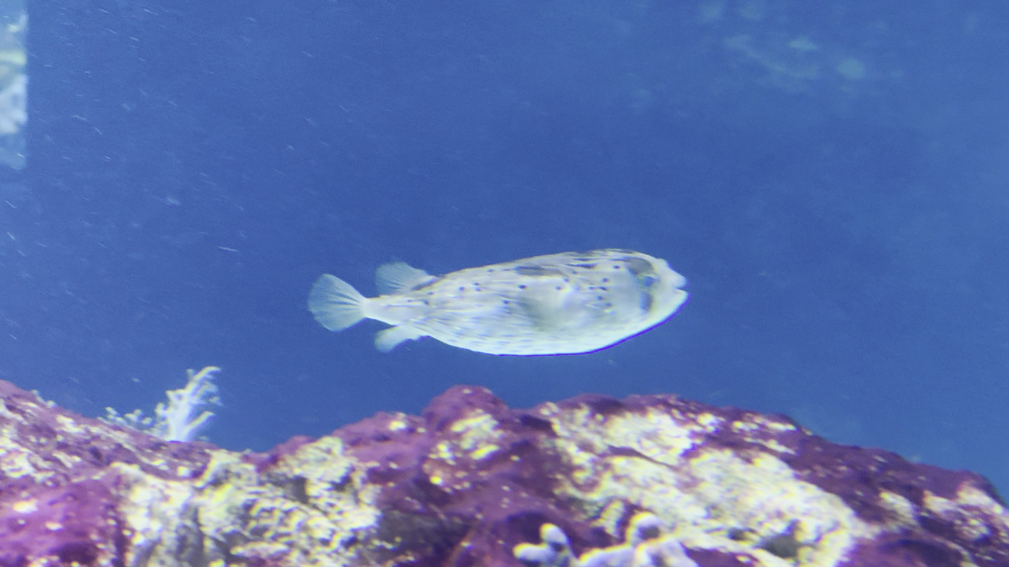 Kugelfisch im Karibik-Aquarium: Faszinierende Bewegungen eines tropischen Meerestiers