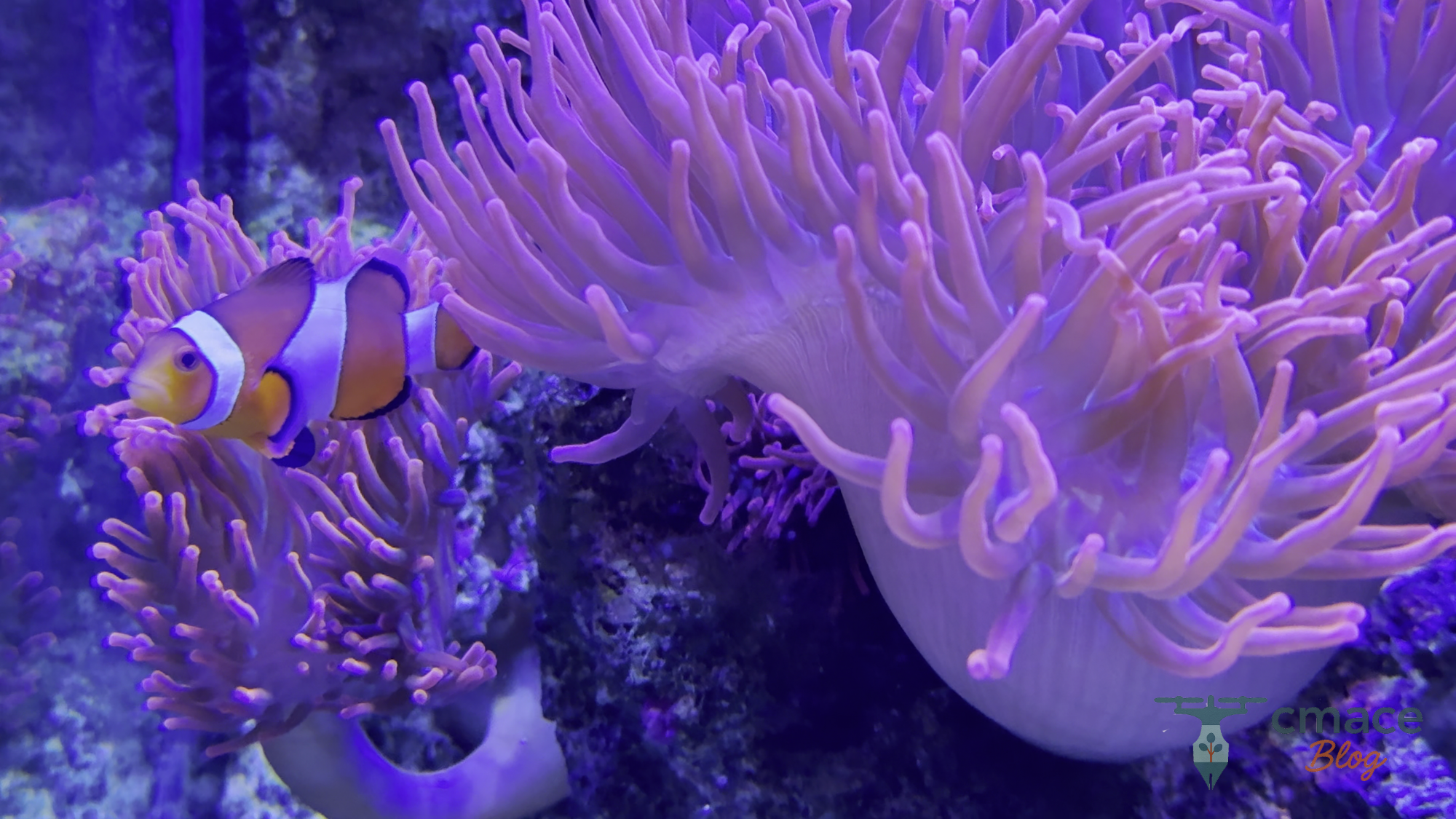 Findet Nemo im echten Leben: Clownfisch im Meeresmuseum Stralsund