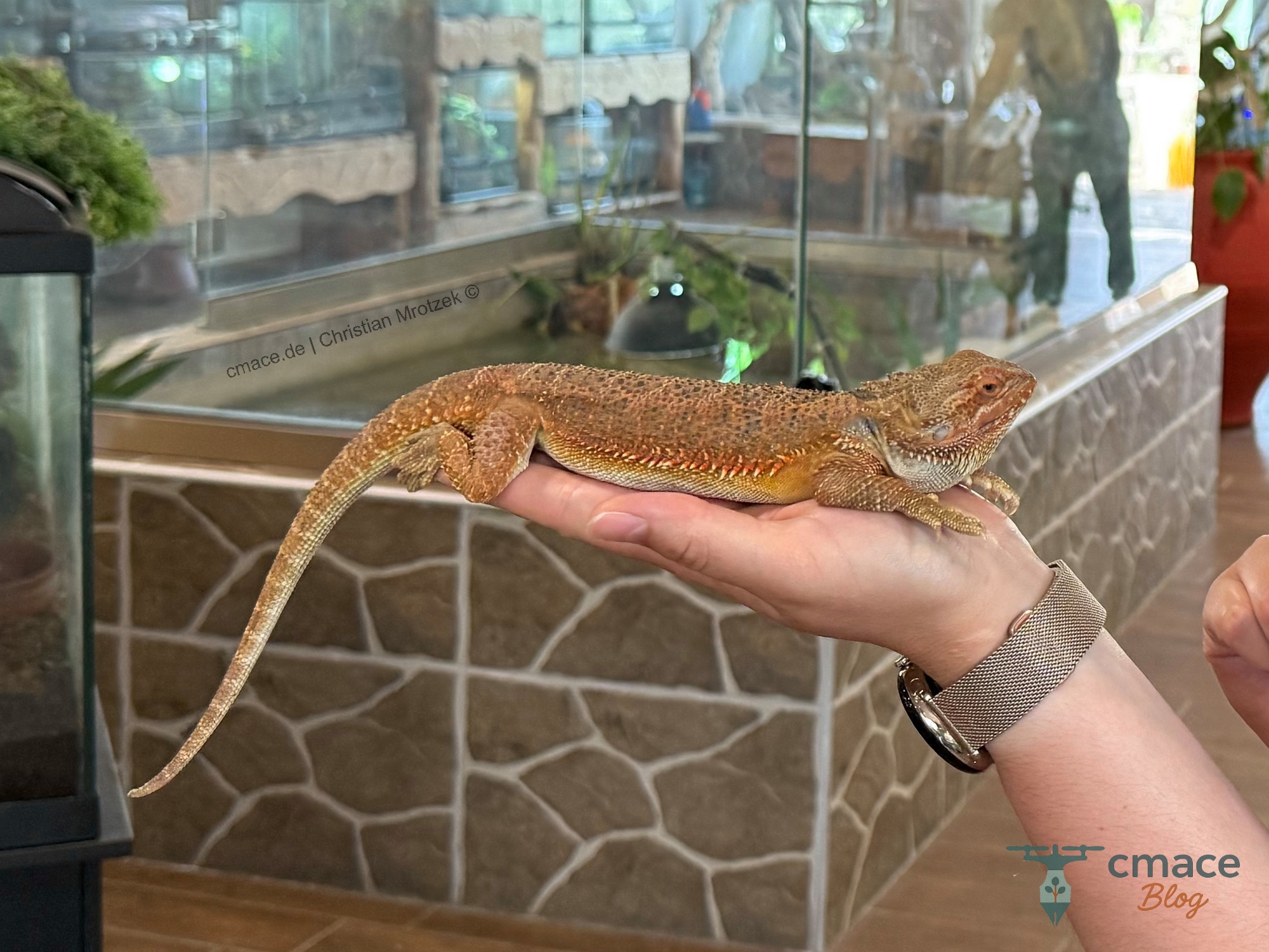 Bearded Dragon im Reptisland auf Kreta