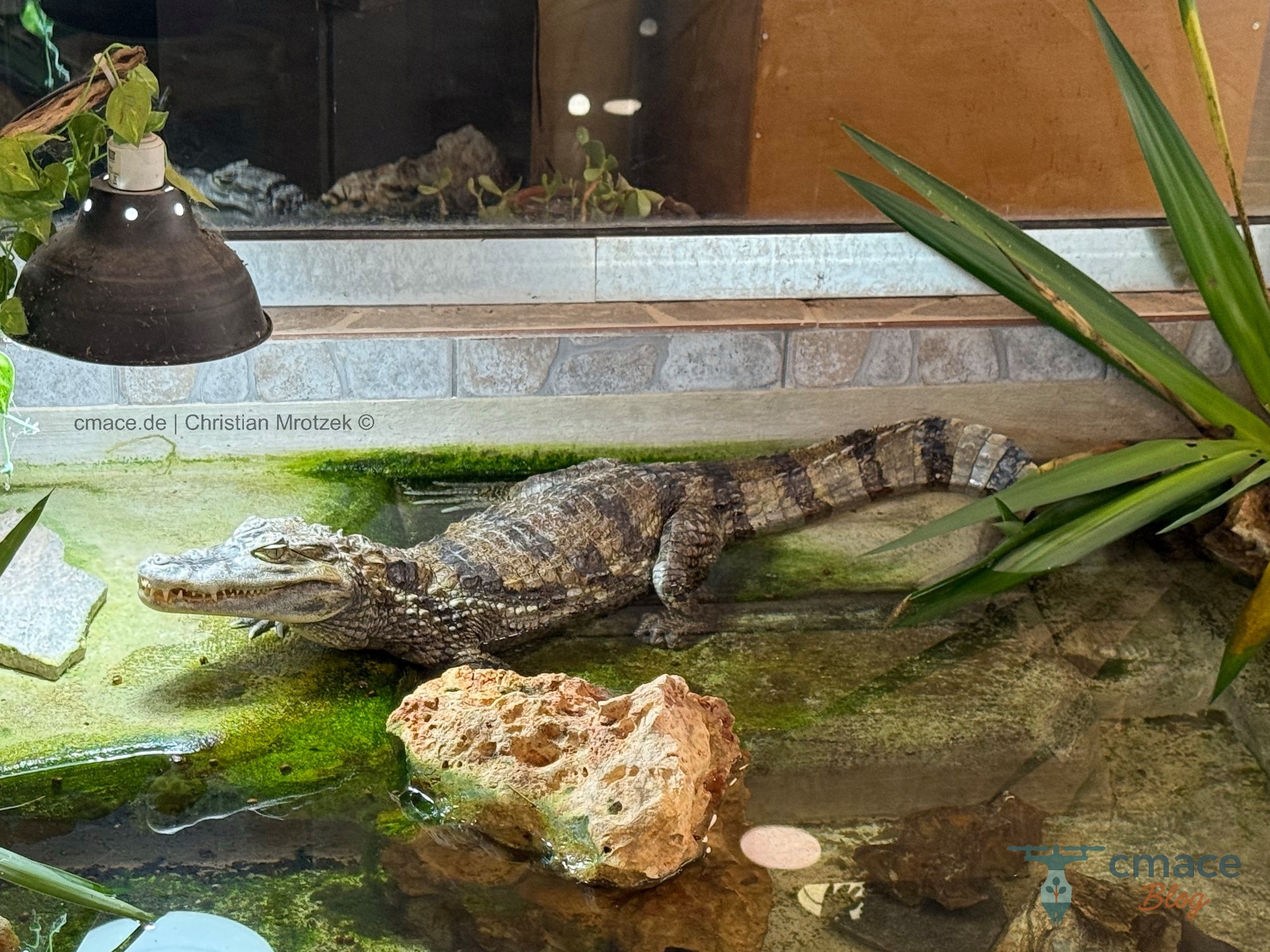 Das Krokodil im Reptisland auf Kreta