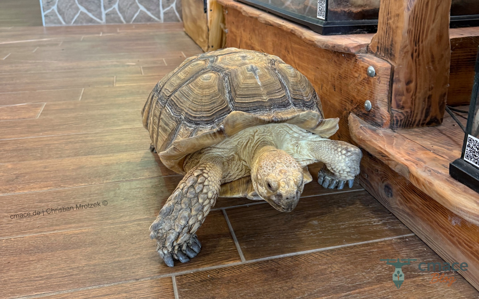 Die Galapagos Riesenschildkröte im Reptisland auf Kreta