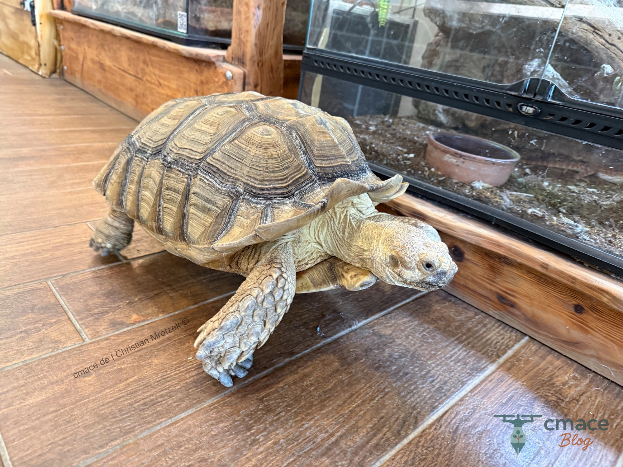 Die Galapagos Riesenschildkröte im Reptisland auf Kreta