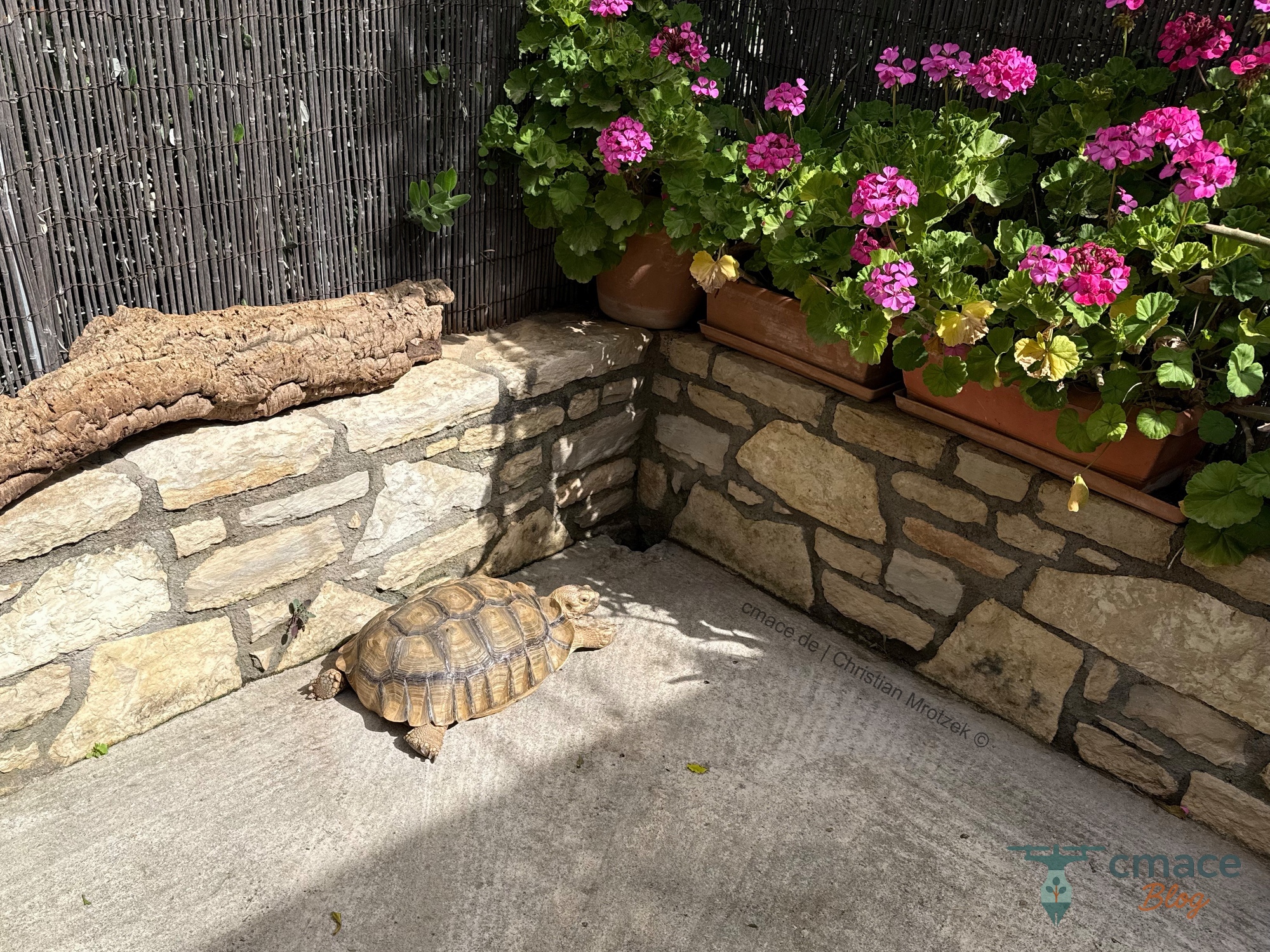 Sonne pur für die Riesenschildkröte im Außenbereich im Reptisland auf Kreta