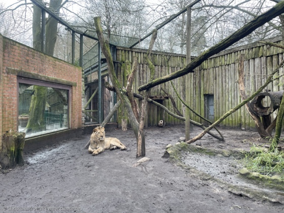 Ein „kleiner“ Löwe im Zoo Eberswalde
