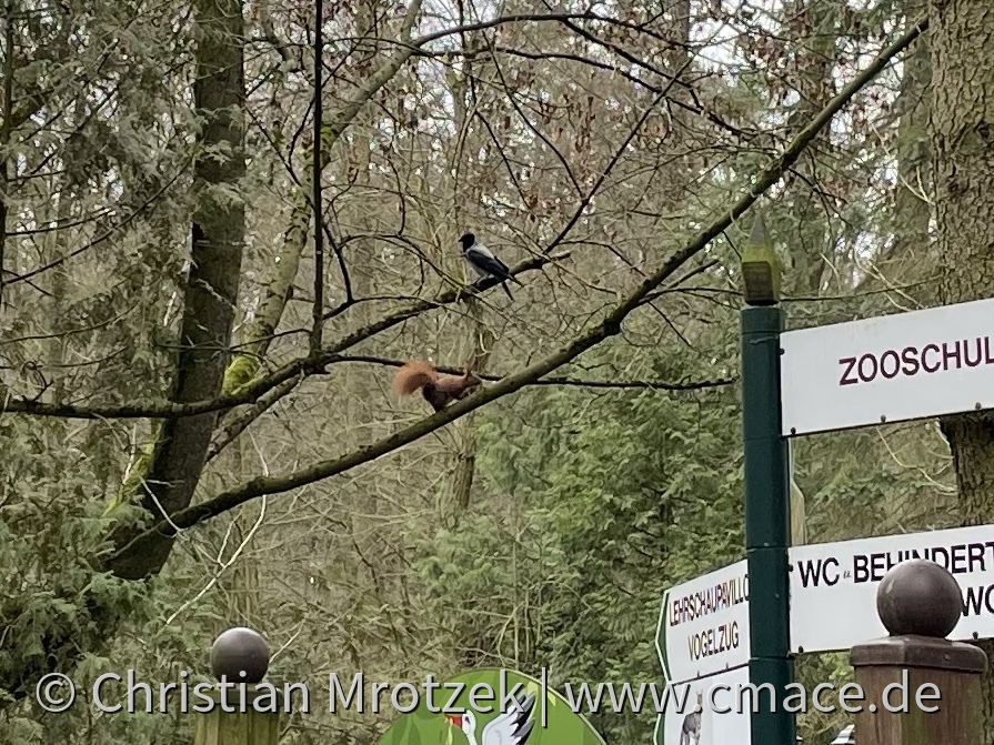 Ein Eichhörnchen im Zoo Eberswalde