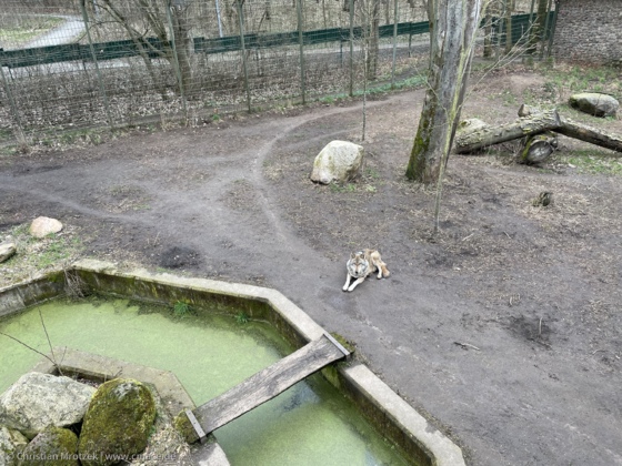 Ein Wolf im Zoo Eberswalde