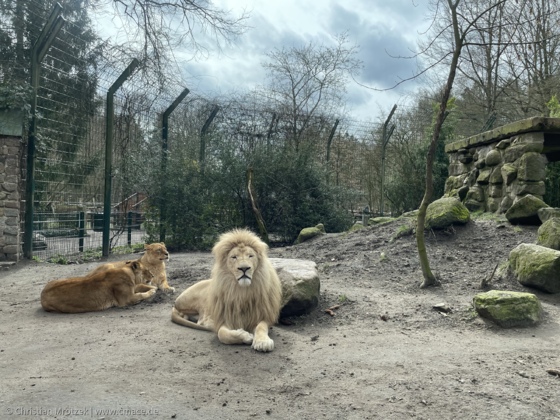 Der „König“ der Löwen im Zoo Eberswalde