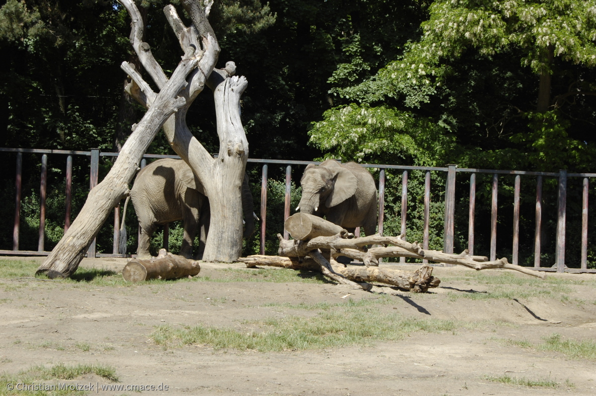 Rostock Zoo (2008)