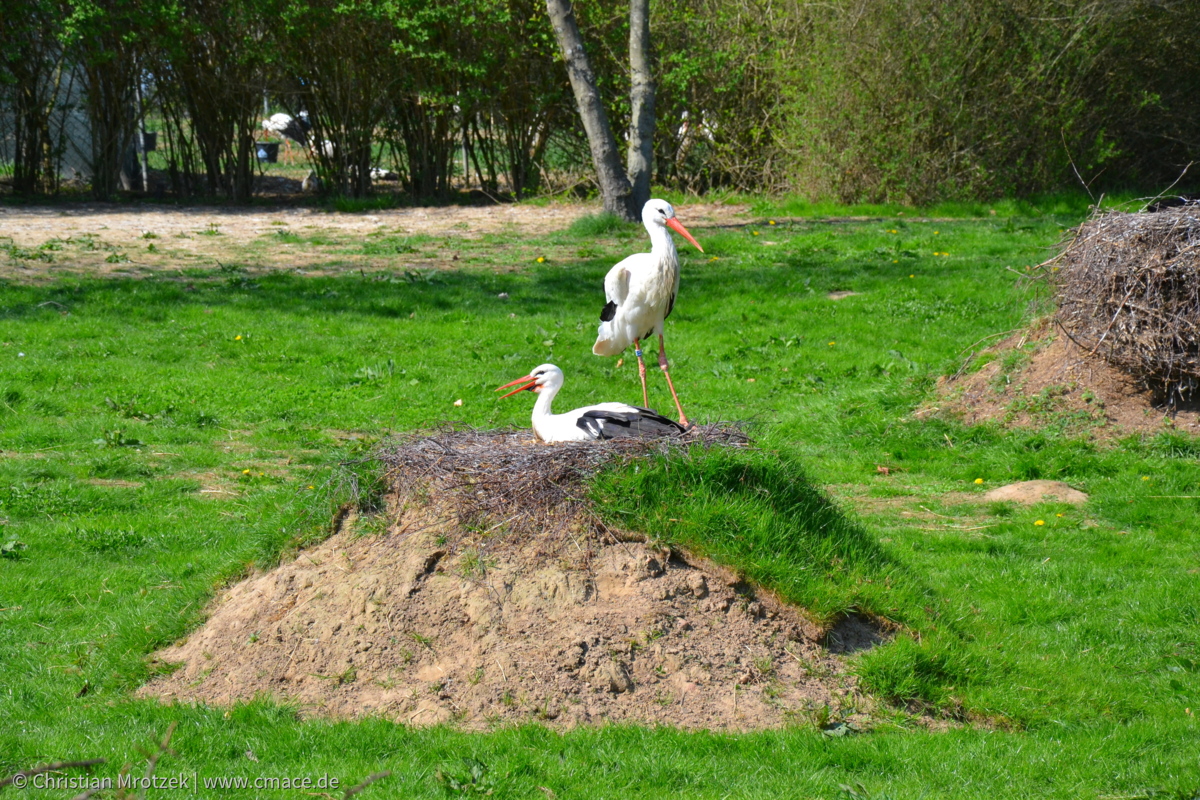 Vogelpark Marlow