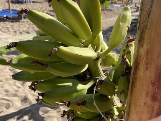 Bananenpflanze direkt am Tsambika Beach