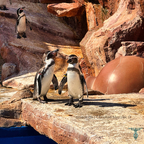 Gesprächige Pinguin-Duos