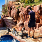 Pinguin-Fütterung im Marineland