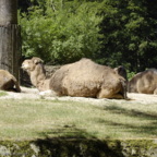 Rostock Zoo (2008)