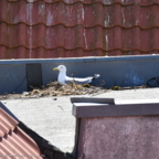 Möwe auf ihrem Nistplatz