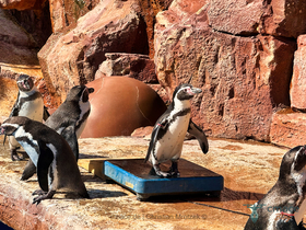 Gepflegte Pinguingewichte
