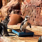 Gepflegte Pinguingewichte