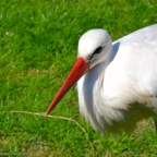 Vogelpark Marlow