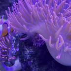 Findet Nemo im echten Leben: Clownfisch im Meeresmuseum Stralsund