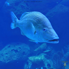 Karibik-Grunzer – Der singende Fisch der Tropen