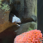 Muräne (Muraenidae) – Räuber mit gesprenkeltem Muster