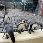 Neugierige Pinguine im Zoo Eberswalde