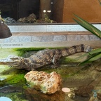 Das Krokodil im Reptisland auf Kreta