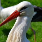 Vogelpark Marlow