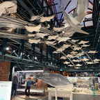 Rochen-Mobiles im Erdgeschoss des Meeresmuseums