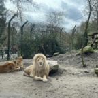 Der „König“ der Löwen im Zoo Eberswalde