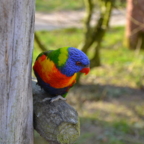 Vogelpark Marlow