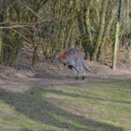 Vogelpark Marlow