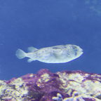 Kugelfisch im Karibik-Aquarium: Faszinierende Bewegungen eines tropischen Meerestiers