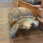 Die Galapagos Riesenschildkröte im Reptisland auf Kreta