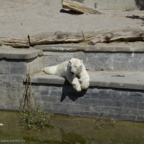 Rostock Zoo (2008)