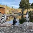 Vogelpark Marlow