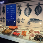 Nachgebildeter Fischverkaufsstand – „Wie kommt der Fisch auf den Teller?“