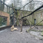 Ein „kleiner“ Löwe im Zoo Eberswalde