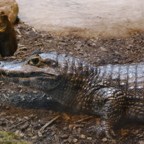 Rostock Zoo (2008)