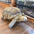 Die Galapagos Riesenschildkröte im Reptisland auf Kreta