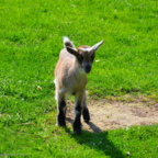 Vogelpark Marlow